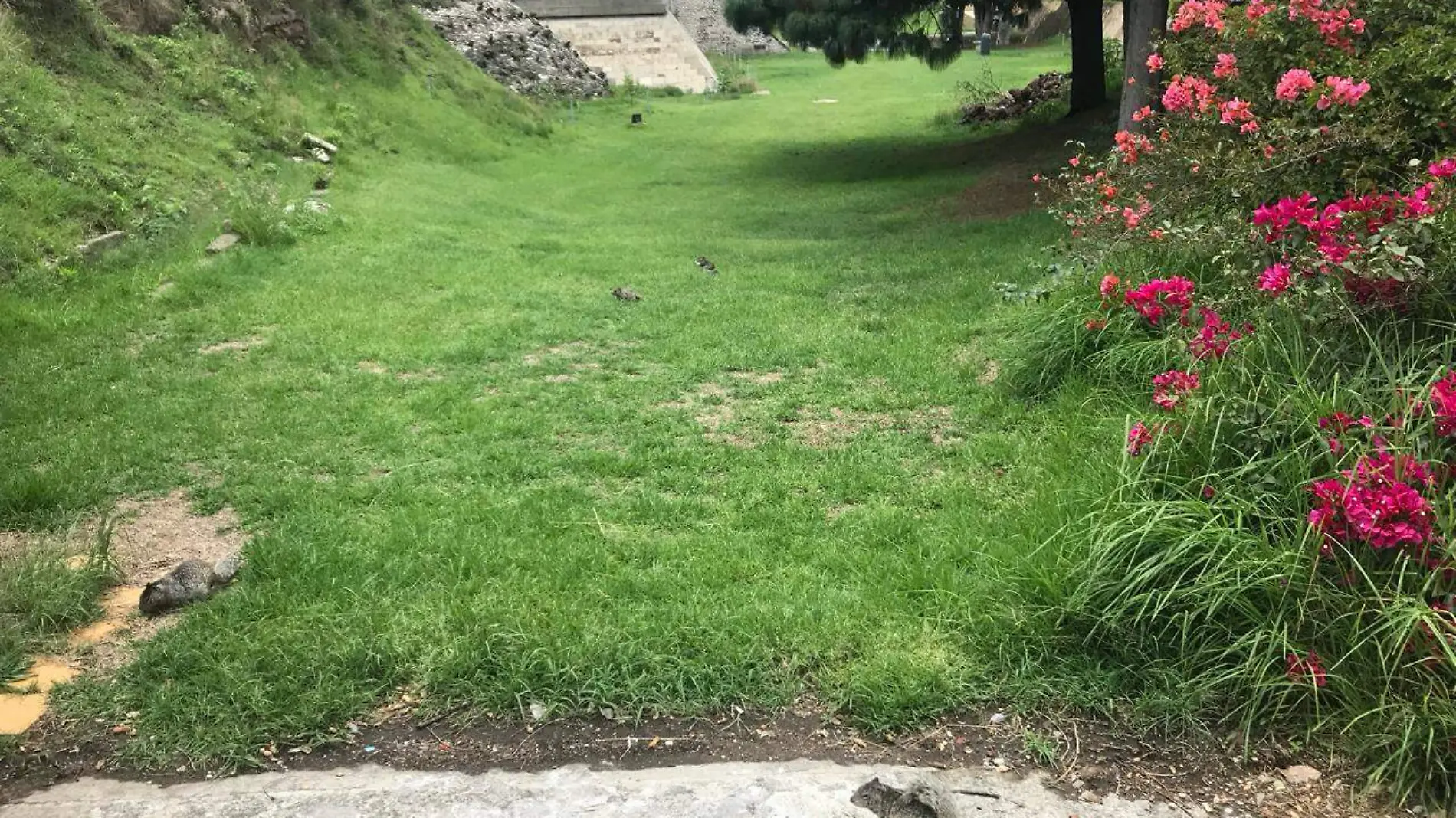 Si hay plaga de ardillas en la zona arqueológica de Cholula